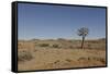 Quiver Tree-odmeyer-Framed Stretched Canvas