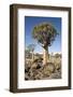 Quiver Tree-mddfiles-Framed Photographic Print