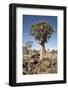 Quiver Tree-mddfiles-Framed Photographic Print