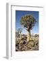 Quiver Tree-mddfiles-Framed Photographic Print