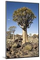 Quiver Tree-mddfiles-Mounted Photographic Print