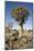 Quiver Tree-mddfiles-Mounted Photographic Print