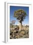 Quiver Tree-mddfiles-Framed Photographic Print