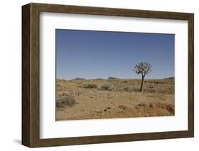Quiver Tree-odmeyer-Framed Photographic Print