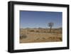 Quiver Tree-odmeyer-Framed Photographic Print