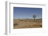 Quiver Tree-odmeyer-Framed Photographic Print