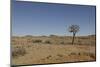 Quiver Tree-odmeyer-Mounted Photographic Print