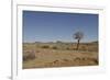 Quiver Tree-odmeyer-Framed Photographic Print