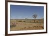 Quiver Tree-odmeyer-Framed Photographic Print