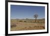 Quiver Tree-odmeyer-Framed Photographic Print