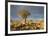 Quiver Tree-mddfiles-Framed Photographic Print