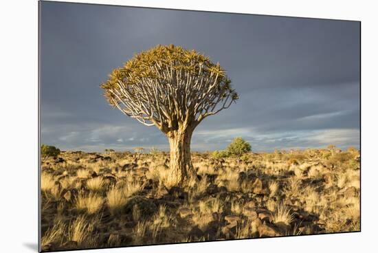 Quiver Tree-mddfiles-Mounted Photographic Print