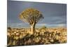 Quiver Tree-mddfiles-Mounted Photographic Print