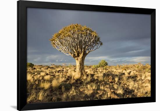 Quiver Tree-mddfiles-Framed Photographic Print