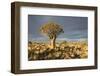 Quiver Tree-mddfiles-Framed Photographic Print