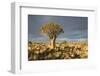 Quiver Tree-mddfiles-Framed Photographic Print