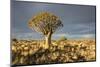 Quiver Tree-mddfiles-Mounted Photographic Print