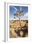 Quiver Tree-mddfiles-Framed Photographic Print