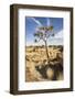 Quiver Tree-mddfiles-Framed Photographic Print