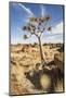 Quiver Tree-mddfiles-Mounted Photographic Print