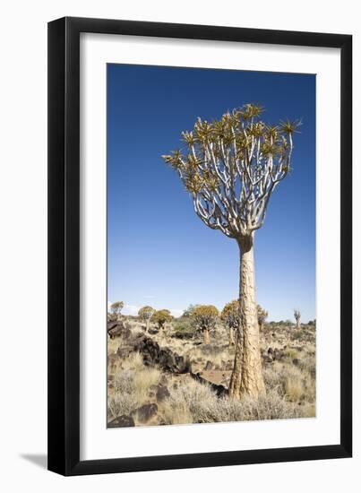 Quiver Tree-mddfiles-Framed Photographic Print