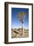 Quiver Tree-mddfiles-Framed Photographic Print