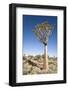 Quiver Tree-mddfiles-Framed Photographic Print