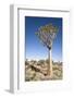 Quiver Tree-mddfiles-Framed Photographic Print