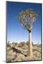 Quiver Tree-mddfiles-Mounted Photographic Print