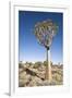 Quiver Tree-mddfiles-Framed Photographic Print