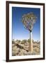 Quiver Tree-mddfiles-Framed Photographic Print