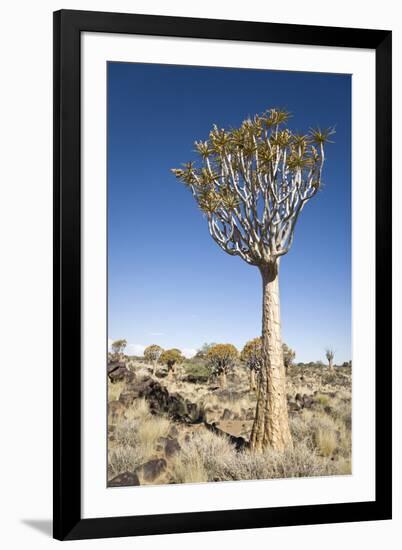 Quiver Tree-mddfiles-Framed Photographic Print