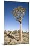 Quiver Tree-mddfiles-Mounted Photographic Print