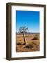 Quiver Tree-Ricardo Reilly-Framed Photographic Print