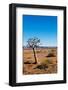 Quiver Tree-Ricardo Reilly-Framed Photographic Print