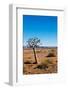 Quiver Tree-Ricardo Reilly-Framed Photographic Print