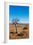 Quiver Tree-Ricardo Reilly-Framed Photographic Print