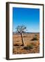 Quiver Tree-Ricardo Reilly-Framed Photographic Print