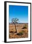 Quiver Tree-Ricardo Reilly-Framed Photographic Print