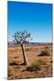 Quiver Tree-Ricardo Reilly-Mounted Photographic Print