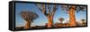 Quiver trees (Aloe dichotoma), Namib Desert, Namibia-Panoramic Images-Framed Stretched Canvas