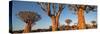 Quiver trees (Aloe dichotoma), Namib Desert, Namibia-Panoramic Images-Stretched Canvas