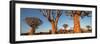 Quiver trees (Aloe dichotoma), Namib Desert, Namibia-Panoramic Images-Framed Photographic Print