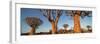 Quiver trees (Aloe dichotoma), Namib Desert, Namibia-Panoramic Images-Framed Photographic Print