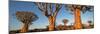 Quiver trees (Aloe dichotoma), Namib Desert, Namibia-Panoramic Images-Mounted Photographic Print