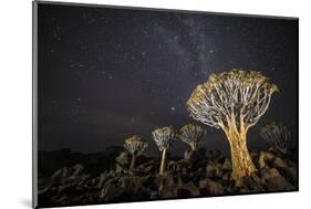 Quiver Trees (Aloe Dichotoma) with the Milky Way at Night, Keetmanshoop, Namibia-Wim van den Heever-Mounted Photographic Print