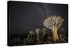 Quiver Trees (Aloe Dichotoma) with the Milky Way at Night, Keetmanshoop, Namibia-Wim van den Heever-Stretched Canvas