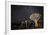 Quiver Trees (Aloe Dichotoma) with the Milky Way at Night, Keetmanshoop, Namibia-Wim van den Heever-Framed Photographic Print