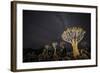 Quiver Trees (Aloe Dichotoma) with the Milky Way at Night, Keetmanshoop, Namibia-Wim van den Heever-Framed Photographic Print