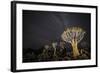 Quiver Trees (Aloe Dichotoma) with the Milky Way at Night, Keetmanshoop, Namibia-Wim van den Heever-Framed Photographic Print